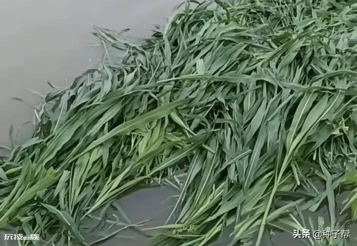 草鱼吃什么草最好养(草鱼爱吃这两种草长得快)-图片5